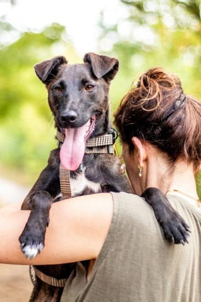 Zsizsi, neugieriger Jungspund, ca. 2 J