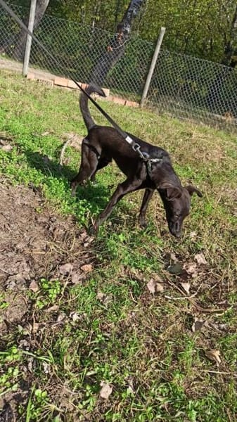 Zsizsi, neugieriger Jungspund, ca. 2 J