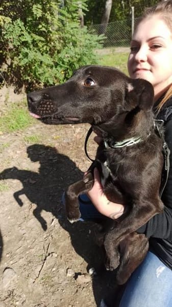 Zsizsi, neugieriger Jungspund, ca. 2 J