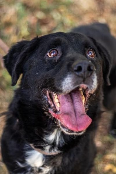 Elias, bewegungsfreudiger Begleiter, 12J