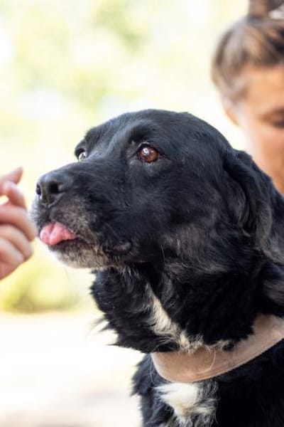 Elias, bewegungsfreudiger Begleiter, 12J