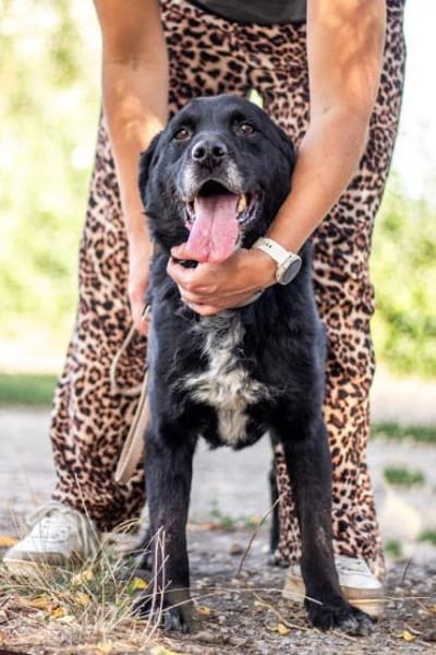 Elias, bewegungsfreudiger Begleiter, 12J