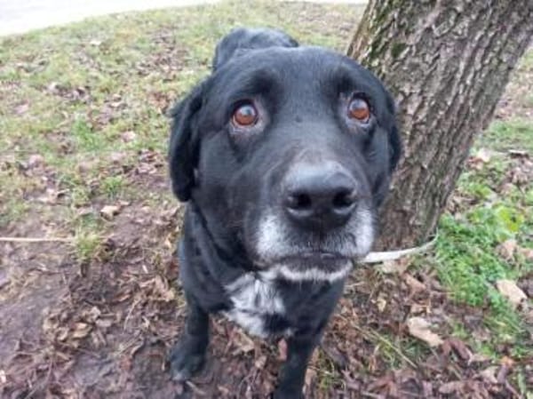 Elias, bewegungsfreudiger Begleiter, 12J