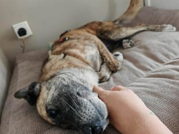 NOREIA * sanft + freundlich für Familie