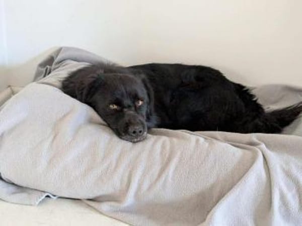 Tobi - kleiner Hund mit großem Herz