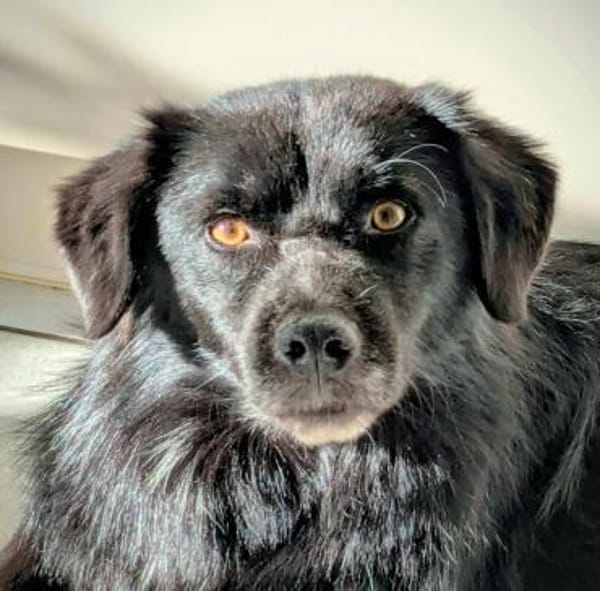 Tobi - kleiner Hund mit großem Herz