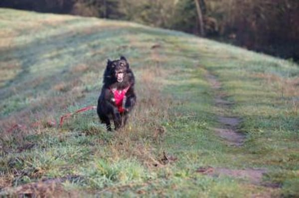 Tobi - kleiner Hund mit großem Herz