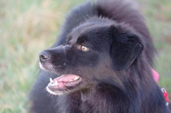 Tobi - kleiner Hund mit großem Herz