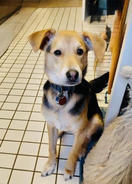 Verschmuster Bruno sucht ein Zuhause