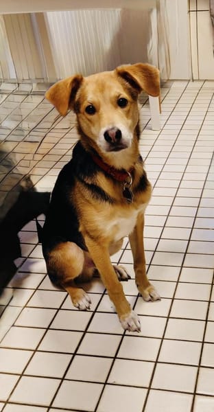 Verschmuster Bruno sucht ein Zuhause