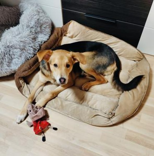 Verschmuster Bruno sucht ein Zuhause