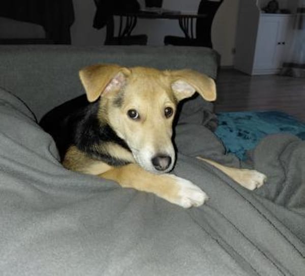 Verschmuster Bruno sucht ein Zuhause