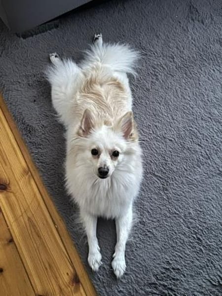 Neugierige Hündin sucht zu Hause