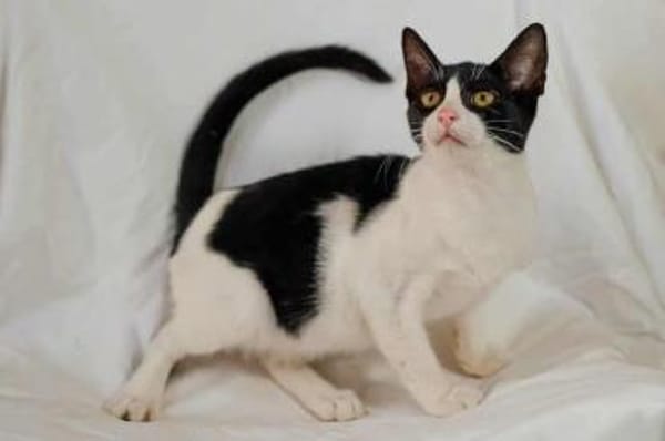 Gise, fröhlicher Wirbelwind, ca. 7 Monat