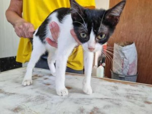 Gise, fröhlicher Wirbelwind, ca. 7 Monat