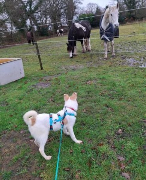 WINONA * plüschiges Welpchen