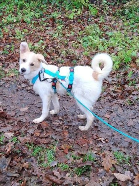 WINONA * plüschiges Welpchen