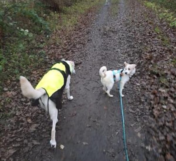 WINONA * plüschiges Welpchen