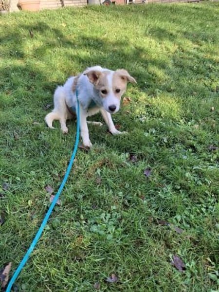 WINONA * plüschiges Welpchen