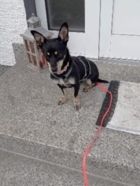 Klein Tonkitu ist so ein toller Schatz!