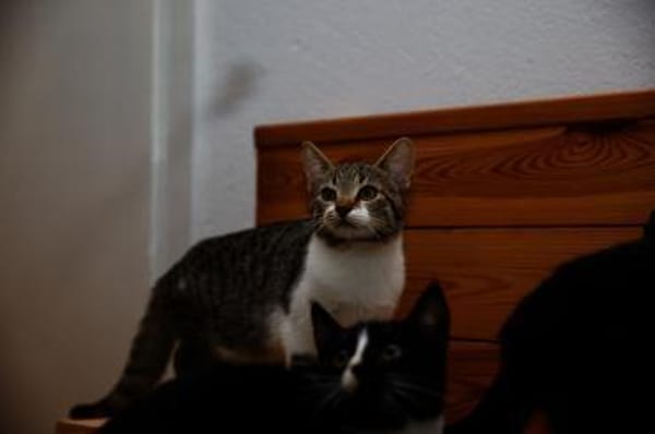 Katzenkind SUKI sucht ihr Zuhause!