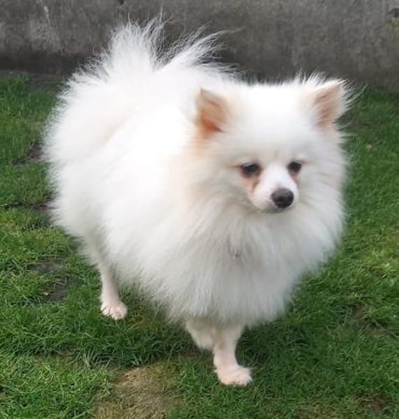 Snowy in 27478 Cuxhaven #