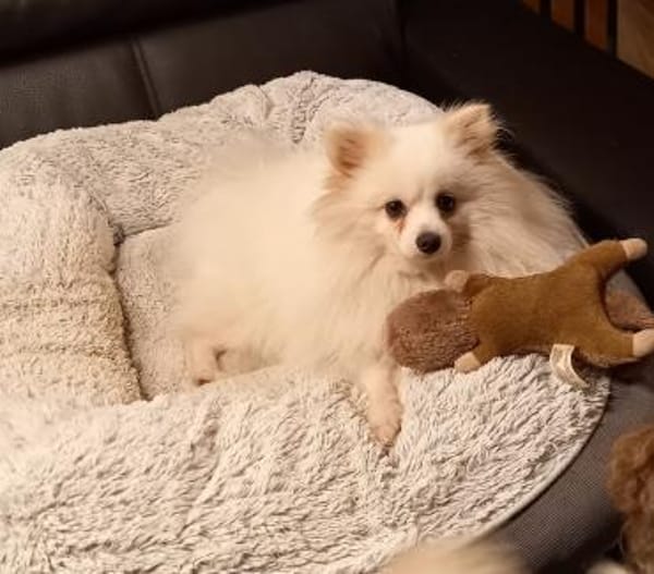 Snowy in 27478 Cuxhaven #