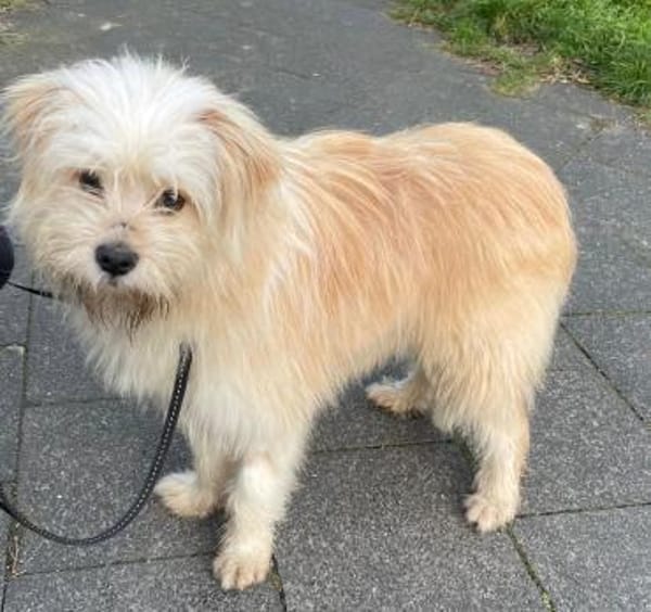 Sparky, ein putziges, liebes Kerlchen