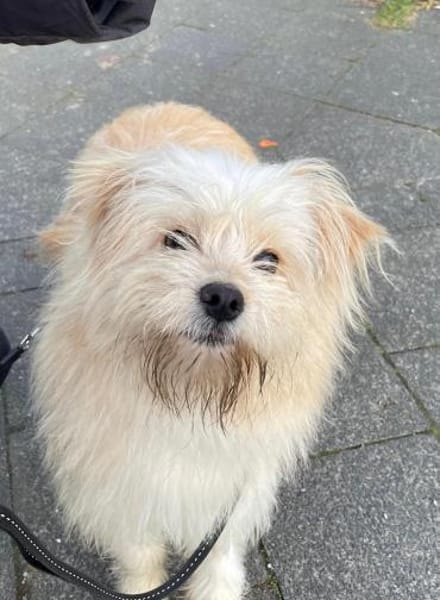 Sparky, ein putziges, liebes Kerlchen