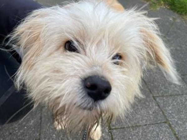 Sparky, ein putziges, liebes Kerlchen