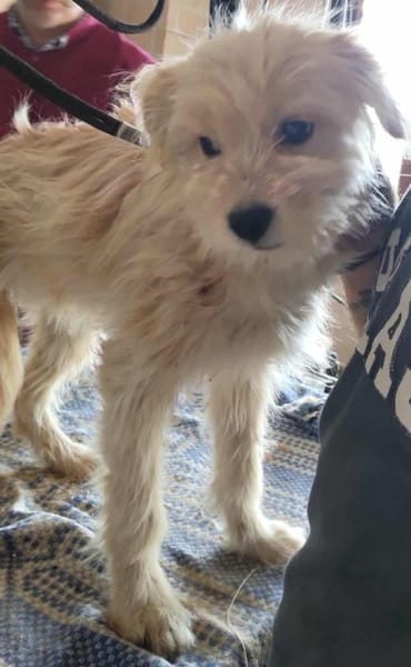 Sparky, ein putziges, liebes Kerlchen