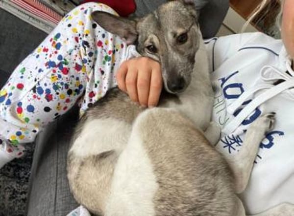 Simbi - verschmust, schlau, ausgeglichen