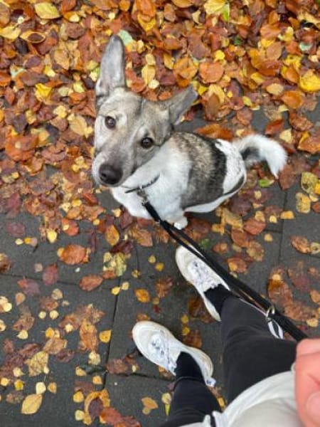 Simbi - verschmust, schlau, ausgeglichen