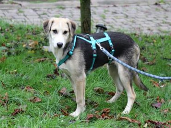 Geben Sie Bellino eine Chance?