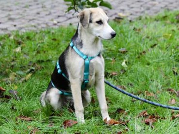 Geben Sie Bellino eine Chance?