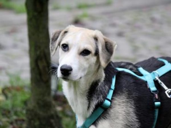 Geben Sie Bellino eine Chance?