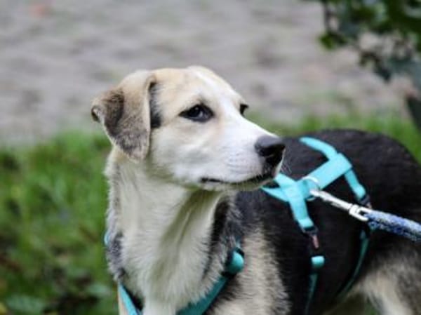 Geben Sie Bellino eine Chance?