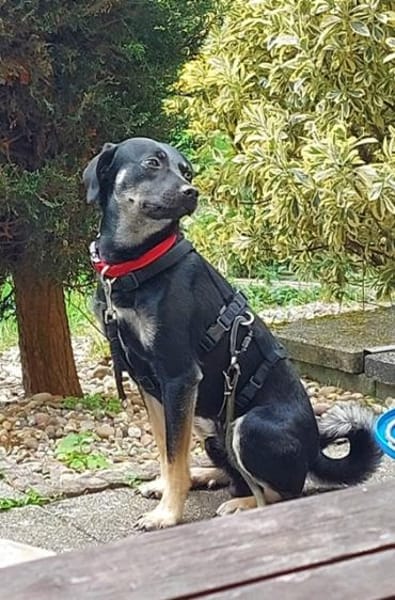 Zicco; Seelchen in Not