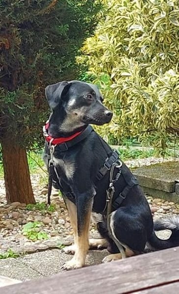 Zicco; Seelchen in Not