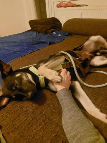 Zicco; Seelchen in Not