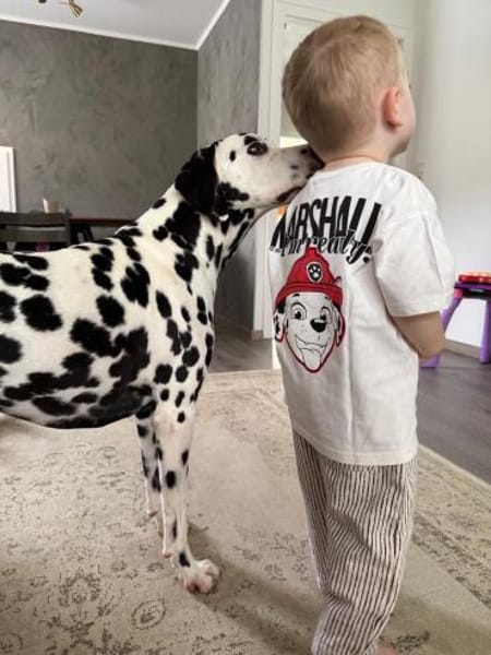 Askan, sanftmütiger Dalmatiner geb. 2021