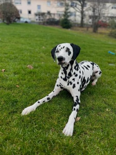 Askan, sanftmütiger Dalmatiner geb. 2021