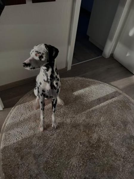 Askan, sanftmütiger Dalmatiner geb. 2021