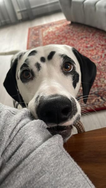 Askan, sanftmütiger Dalmatiner geb. 2021