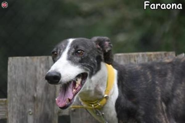 FARAONA