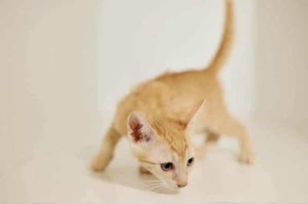 Mila, verspielte Entdeckerin, ca. 5 Mona