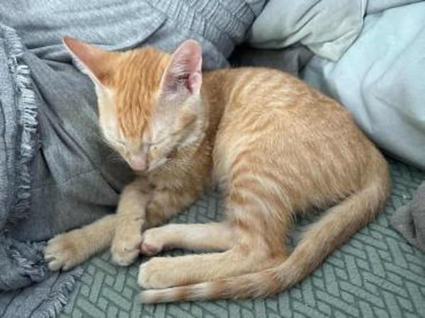 Mila, verspielte Entdeckerin, ca. 5 Mona