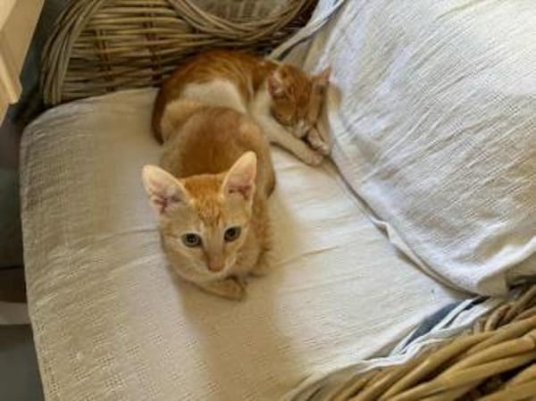 Mila, verspielte Entdeckerin, ca. 5 Mona