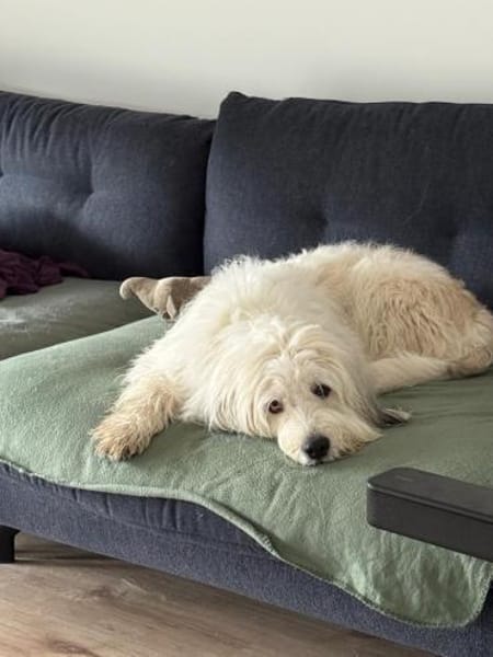 Luna sucht ein ländliches Zuhause