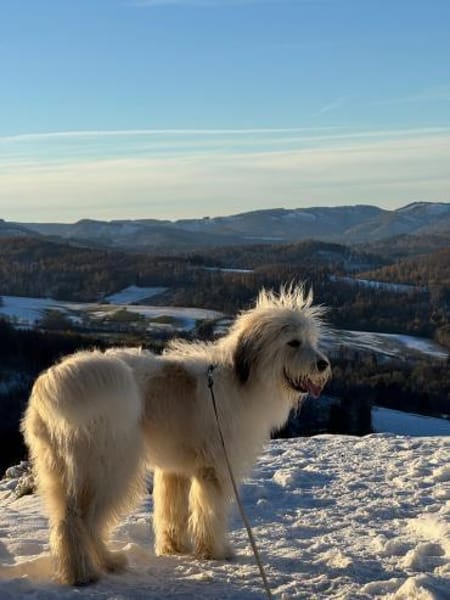 Luna sucht ein ländliches Zuhause